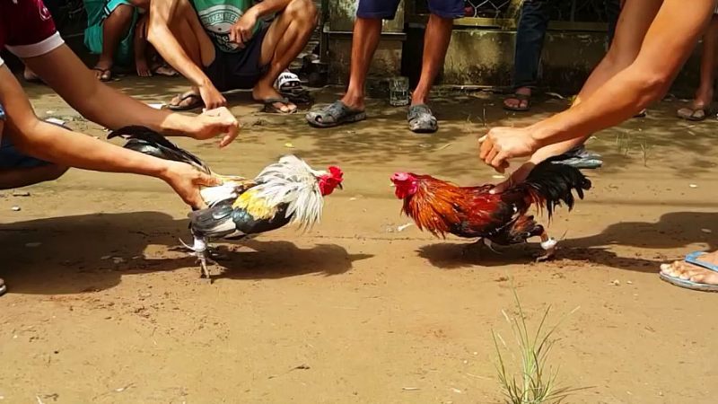 Tổng quan về đá gà Yo88